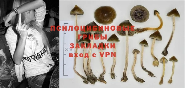 прущие грибы Абдулино